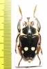 Cheirolasia burkei septentrionis  Kenya - INSECTS-STORE.RU