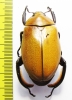 Heterosternus oberthueri  Costa Rica 64mm - INSECTS-STORE.RU