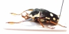 Cheirolasia burkei septentrionis  Kenya - INSECTS-STORE.RU