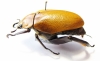 Heterosternus oberthueri  Costa Rica 64mm - INSECTS-STORE.RU