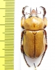 Cyclocephala sp.?  Honduras - INSECTS-STORE.RU