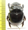 Dichotomius sp.  Peru - INSECTS-STORE.RU