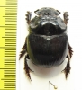 Dichotomius sp.  Peru - INSECTS-STORE.RU
