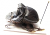 Dichotomius sp.  Peru - INSECTS-STORE.RU