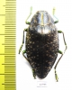 Polybothris navicularis  Madagascar - INSECTS-STORE.RU
