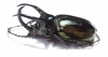 Chalcosoma atlas atlas  Indonesia, Sulawesi  72mm - INSECTS-STORE.RU