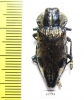 Polybothris lelieurii  Madagascar - INSECTS-STORE.RU