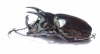 Chalcosoma atlas atlas  Indonesia, Sulawesi  63mm - INSECTS-STORE.RU