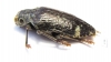 Polybothris luczoti  Madagascar - INSECTS-STORE.RU