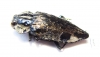 Polybothris lelieurii  Madagascar - INSECTS-STORE.RU