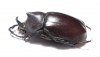 Xylotrupes pauliani  Malaysia - INSECTS-STORE.RU