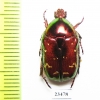 Protaetia splendidula kermanensis  Iran, Kerman prov. - INSECTS-STORE.RU