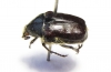Allardiana sp.  Australia - INSECTS-STORE.RU
