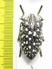 Julodis sulcicollis  South Africa Rep. - INSECTS-STORE.RU