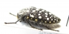 Julodis sulcicollis  South Africa Rep. - INSECTS-STORE.RU