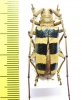 Nemophas ramosi  Philippines - INSECTS-STORE.RU