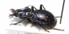 Callisthenes fischeri  Mongolia - INSECTS-STORE.RU
