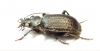Calosoma imbricatum hottentotum  South Africa Rep. - INSECTS-STORE.RU