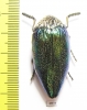 Sternocera pulchra  Tanzania - INSECTS-STORE.RU