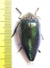 Sternocera pulchra  Tanzania - INSECTS-STORE.RU