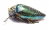 Sternocera pulchra  Tanzania - INSECTS-STORE.RU