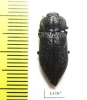 Pseudoperotis sp.  South Africa Rep. - INSECTS-STORE.RU