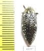 Julodis sp.  South Africa Rep.  17mm - INSECTS-STORE.RU