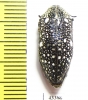 Julodis sp.  South Africa Rep.  20mm - INSECTS-STORE.RU