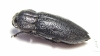 Pseudoperotis sp.  South Africa Rep. - INSECTS-STORE.RU