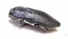 Pseudoperotis sp.  South Africa Rep. - INSECTS-STORE.RU