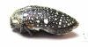 Julodis sp.  South Africa Rep.  20mm - INSECTS-STORE.RU