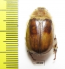 Sparrmannia sp.  South Africa Rep. - INSECTS-STORE.RU