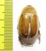 Sparrmannia sp.  South Africa Rep. - INSECTS-STORE.RU