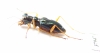 Tetracha coeruleus  Indonesia, Sumatra - INSECTS-STORE.RU