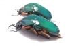 Trigonophorus nepalensis, pair  China - INSECTS-STORE.RU