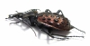 Carabus (Coptolabrus) augustus ignigena  China - INSECTS-STORE.RU