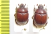 Bolbelasmus unicornis, pair  Czech Rep. - INSECTS-STORE.RU