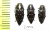 Trachypteris picta  Kirgizstan - INSECTS-STORE.RU