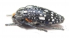 Julodis humeralis  South Africa Rep. - INSECTS-STORE.RU