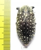Julodis sulcicollis  South Africa Rep. - INSECTS-STORE.RU