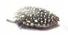 Julodis sulcicollis  South Africa Rep. - INSECTS-STORE.RU