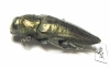 Gyascutus dianae  USA - INSECTS-STORE.RU