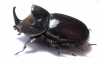 Heterogomphus chevrolati  Ecuador 56mm - INSECTS-STORE.RU