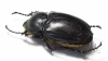 Propomacrus cypriacus, female  Cyprus - INSECTS-STORE.RU