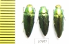 Sphenoptera tamarisci beckeri  Russia, Astrakhan reg. - INSECTS-STORE.RU