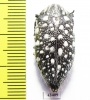 Julodis sulcicollis  South Africa Rep. - INSECTS-STORE.RU