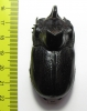Trichogomphus martabani  Thailand  55mm - INSECTS-STORE.RU