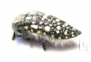 Julodis sulcicollis  South Africa Rep. - INSECTS-STORE.RU