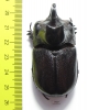 Trichogomphus martabani  Thailand  55mm - INSECTS-STORE.RU