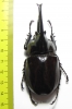 Augosoma centaurus  Cameroon 75mm - INSECTS-STORE.RU
